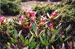 雲山の石南花(しゃくなげ)の群生