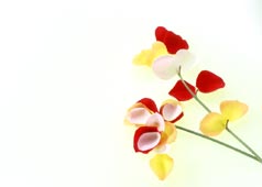 花のカット