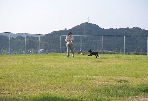ドッグラン風景