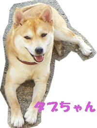 ふりふりテ〜ル2009年7月号 タブちゃん