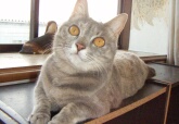 グレコ(猫・灰トラ)