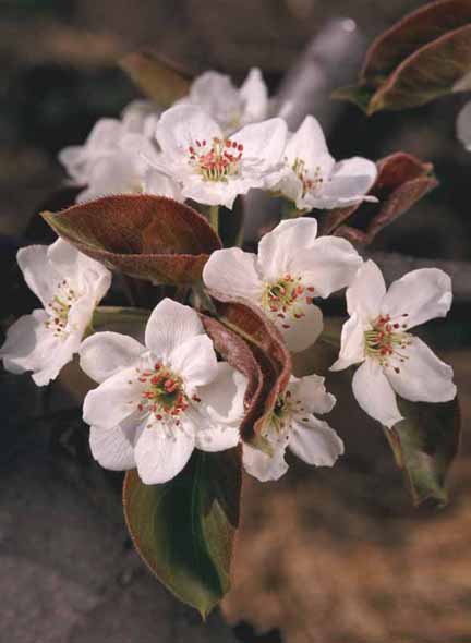 ��\���I���̉�